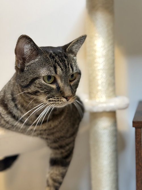 LOUIE - MS - Domestic Short Hair available for adoption
