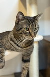 Louie - MS - Photo 3