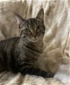 adoptable Cat in cross anchor, SC named Louie - MS