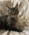 adoptable Cat in Cross Anchor, SC named Louie - MS