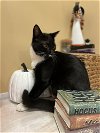 adoptable Cat in cross anchor, SC named Humphrey - MT