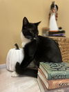 adoptable Cat in Cross Anchor, SC named Humphrey - MT