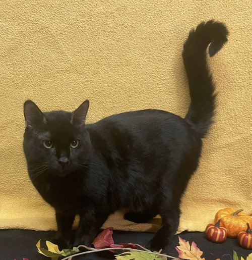 JACK - LF - Domestic Short Hair available for adoption