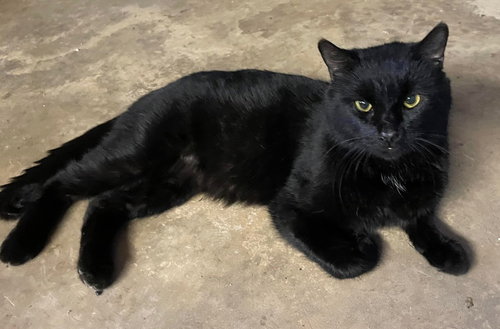 JACK - LF - Domestic Short Hair available for adoption