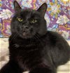 adoptable Cat in cross anchor, SC named Jack - LF