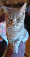 adoptable Cat in , SC named Truffle - JM