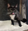 adoptable Cat in Cross Anchor, SC named Ethel - JM