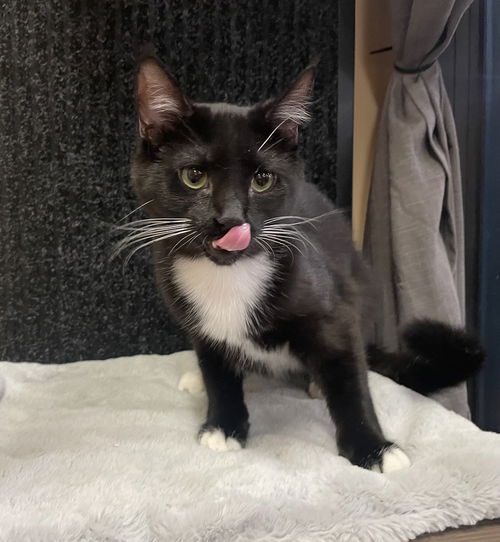 picture of the cat needing adoption