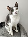 adoptable Cat in Cross Anchor, SC named Arcadia - CN