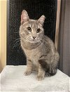 adoptable Cat in cross anchor, SC named Hudson - JW