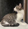 adoptable Cat in Cross Anchor, SC named Darcy - AC