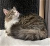 adoptable Cat in  named Molly -AC