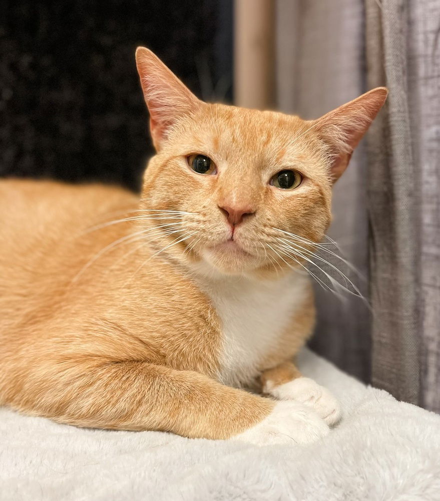 adoptable Cat in Cross Anchor, SC named Asher - JLI