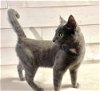 adoptable Cat in , SC named Buttons - MS