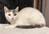 adoptable Cat in Cross Anchor, SC named Annabel - JLI