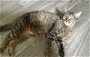 adoptable Cat in cross anchor, SC named Masha - MT