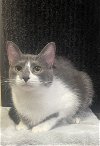 adoptable Cat in , SC named Smudge - CN