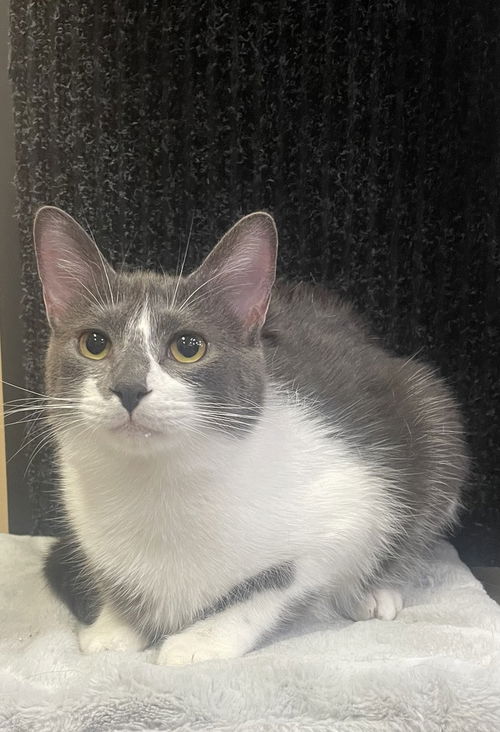picture of the cat needing adoption