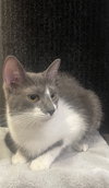 Smudge - CN - Photo 2