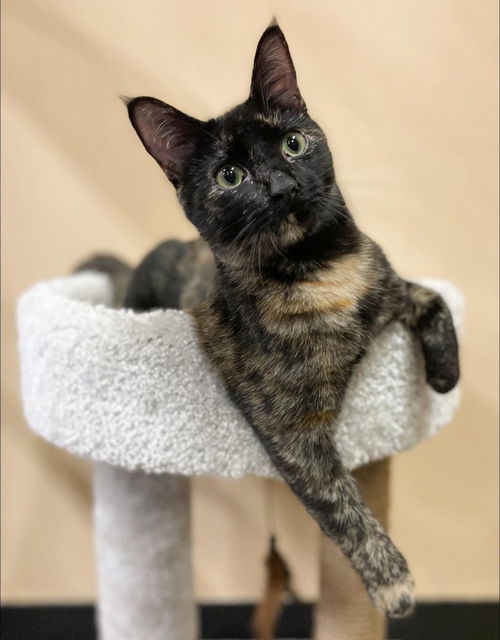 picture of the cat needing adoption