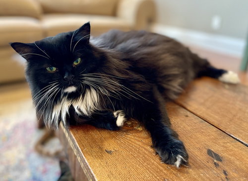 INEZ - JLI - Domestic Long Hair available for adoption