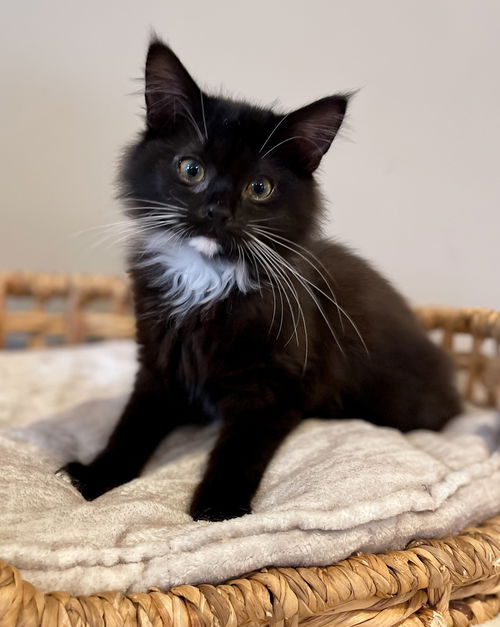 picture of the cat needing adoption