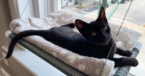 picture of the cat needing adoption