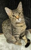 adoptable Cat in Cross Anchor, SC named Fig - MT