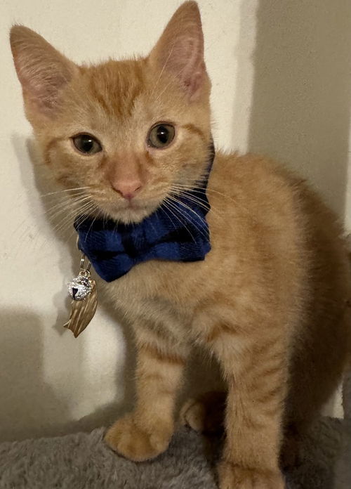 picture of the cat needing adoption