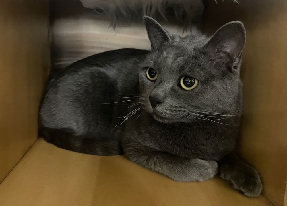 adoptable Cat in Cross Anchor, SC named Samson - TD