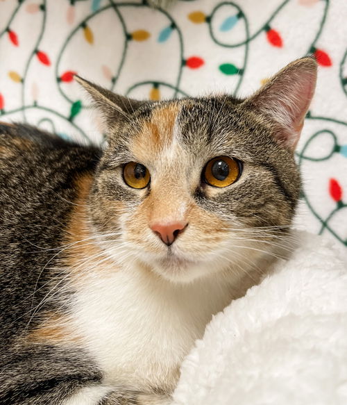 picture of the cat needing adoption