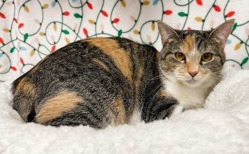 IRIS - LF - Domestic Short Hair available for adoption