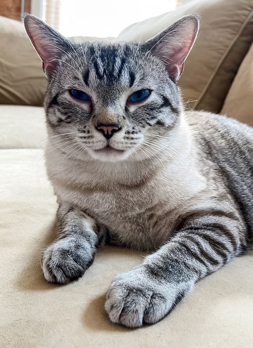 picture of the cat needing adoption