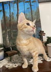 adoptable Cat in Cross Anchor, SC named Time - MS