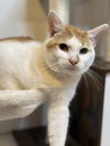 adoptable Cat in cross anchor, SC named Foxy Brown - MS
