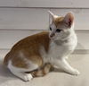 adoptable Cat in Cross Anchor, SC named Foxy Brown - MS