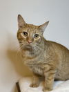 adoptable Cat in , SC named Daily - MS