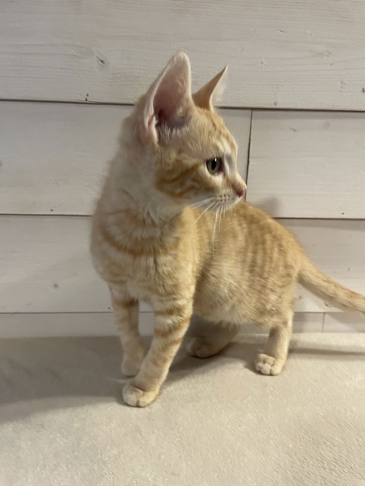 adoptable Cat in Cross Anchor, SC named Jensen - MS