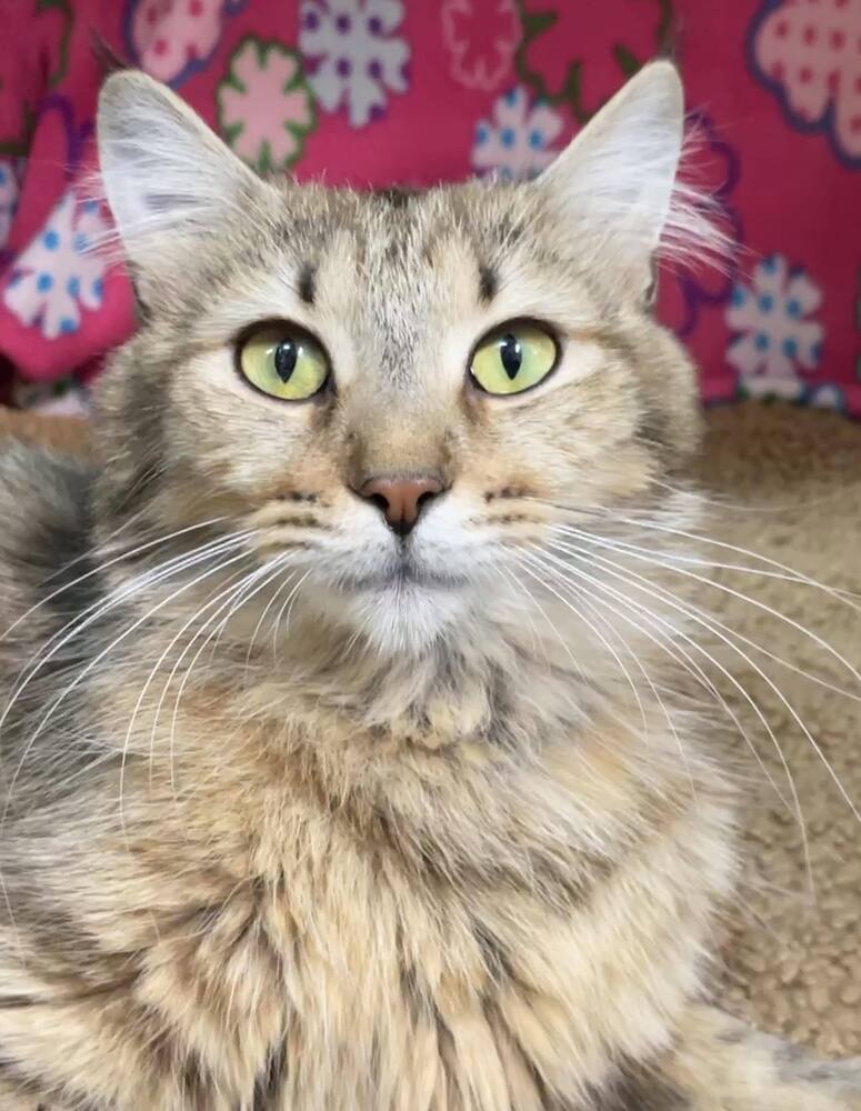 adoptable Cat in Cross Anchor, SC named Persephone - LF