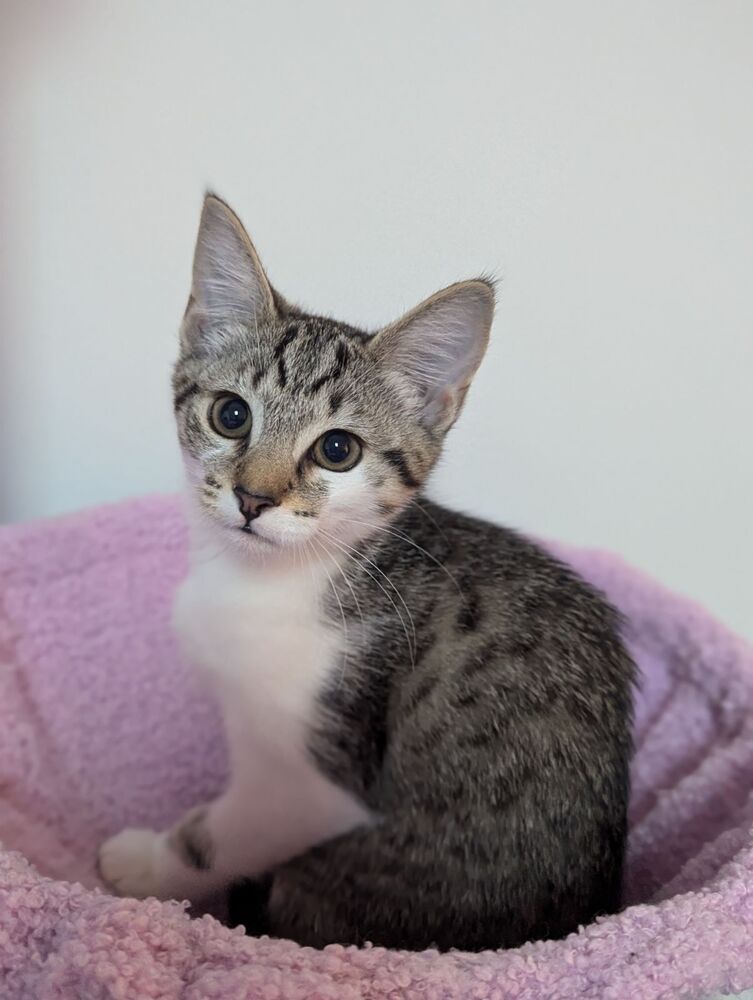 adoptable Cat in Cross Anchor, SC named Bertie - JW