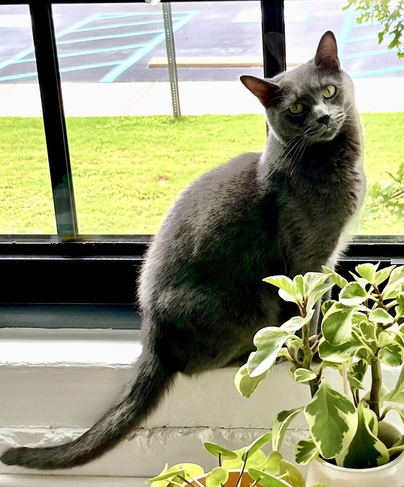 adoptable Cat in Cross Anchor, SC named Godzilla