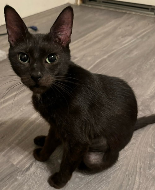 FOXGLOVE - MT - Domestic Short Hair available for adoption