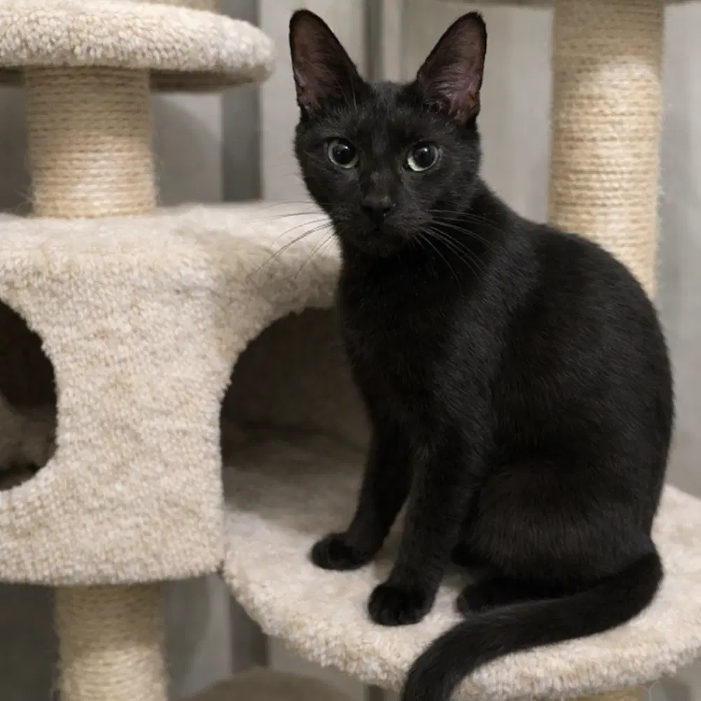 Foxglove - Mt - Domestic Short Hair