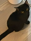 adoptable Cat in , SC named Licorice - MT