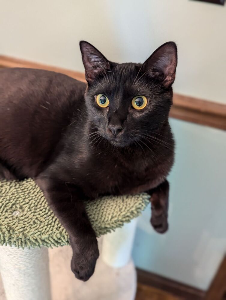 adoptable Cat in Cross Anchor, SC named Bryce - JW