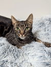 adoptable Cat in , SC named Morgan - JW