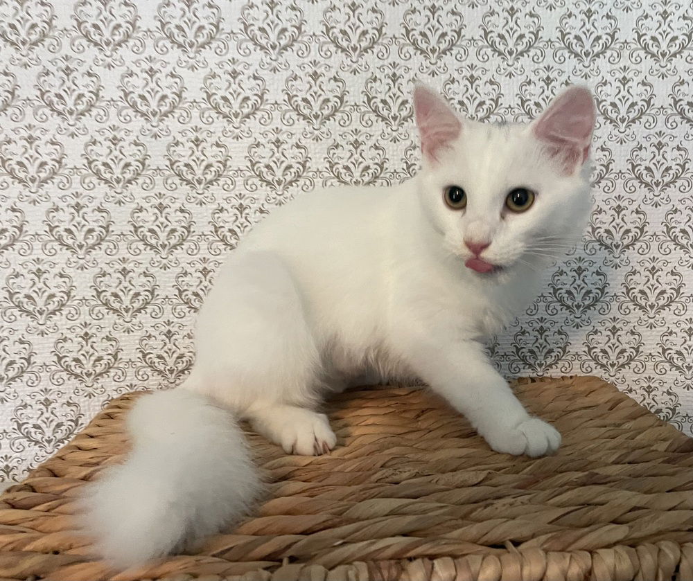 adoptable Cat in Cross Anchor, SC named Pearl - MS