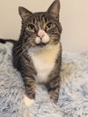 adoptable Cat in , SC named Aster - JW