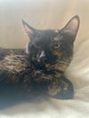 adoptable Cat in , SC named Meyers - MS