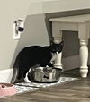 adoptable Cat in , SC named Tortilla - CN